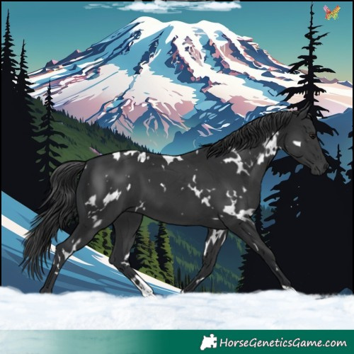 Horse Color:White Spotted Black 