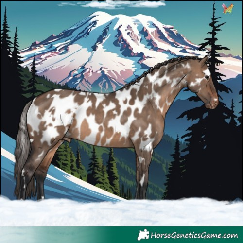 Horse Color:White Spotted Brown Dun Appaloosa 
