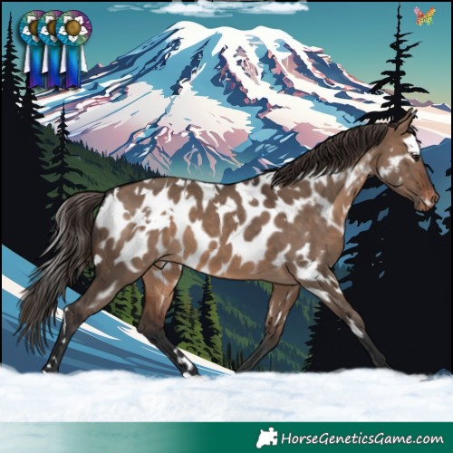 Horse Color:White Spotted Brown Dun Appaloosa 