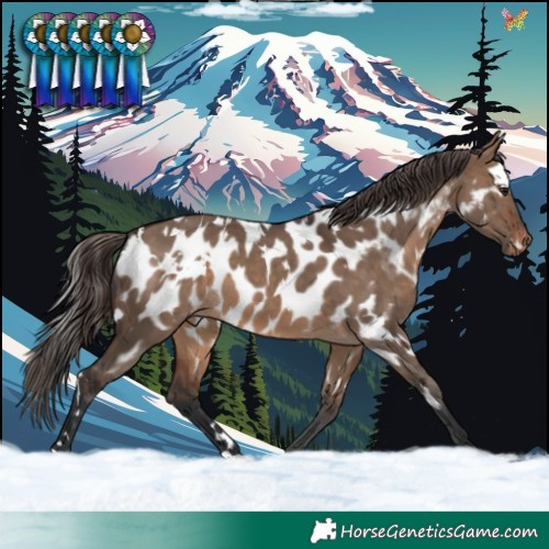 Horse Color:White Spotted Brown Dun Near Leopard 