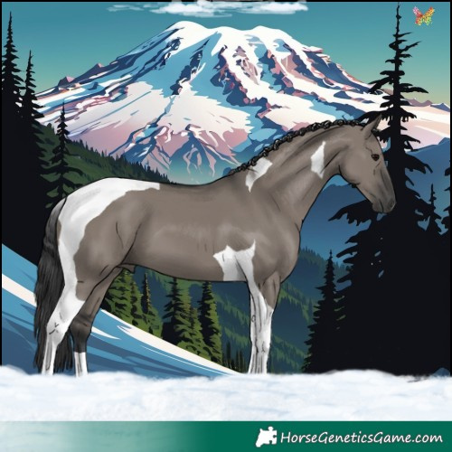 Horse Color:Grullo Tobiano 