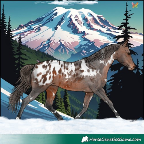 Horse Color:White Spotted Brown Blanket 