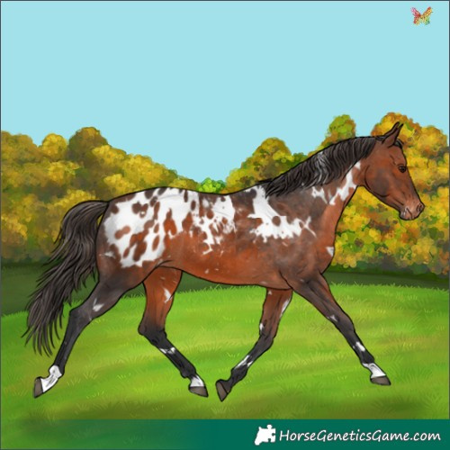 Horse Color:White Spotted Brown Appaloosa 
