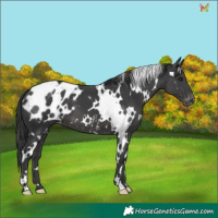Horse Color:White Spotted Black Appaloosa 