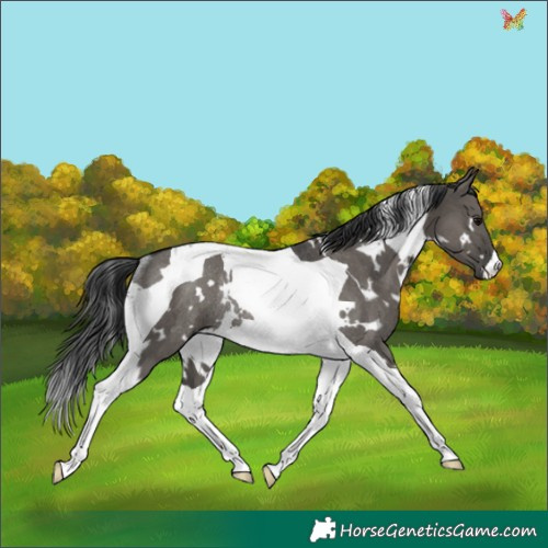 Horse Color:White Spotted Grullo Tobiano Rabicano 