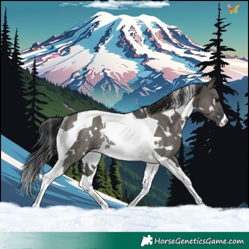 Horse Color:White Spotted Grullo Tobiano Rabicano 