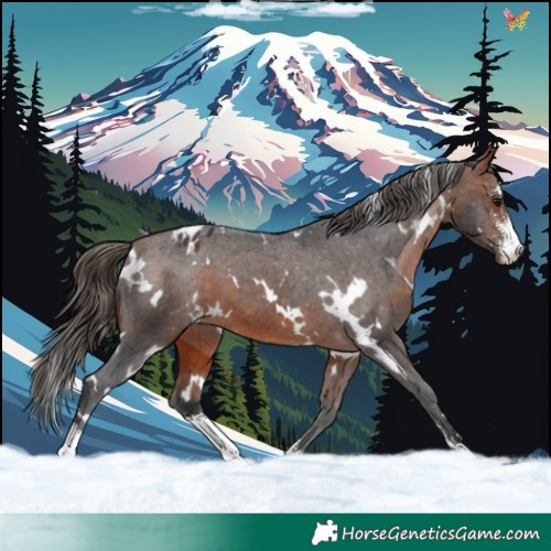 Horse Color:White Spotted Bay Sabino Varnish 