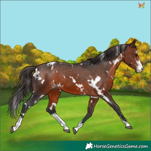 Horse Color:White Spotted Bay Sabino Appaloosa 