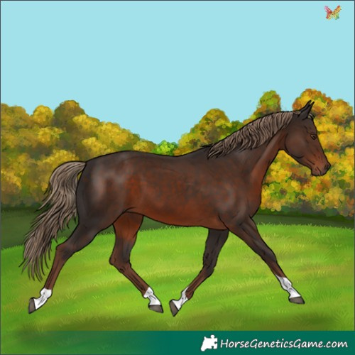 Horse Color:Liver Chestnut Tobiano 
