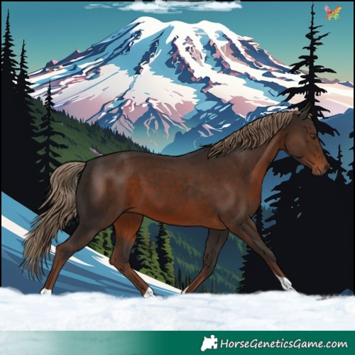 Horse Color:Liver Chestnut Tobiano 