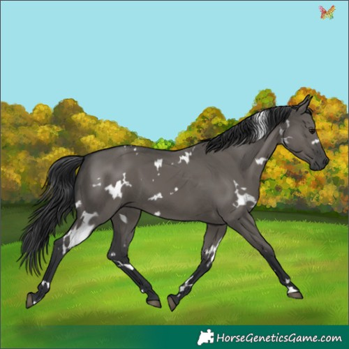 Horse Color:White Spotted Grullo 