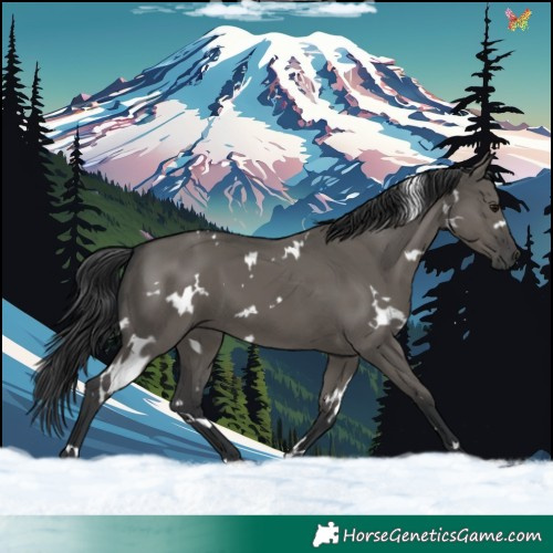 Horse Color:White Spotted Grullo 
