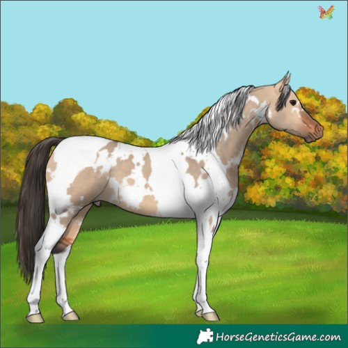 Horse Color:White Spotted Bay Dun Tobiano 