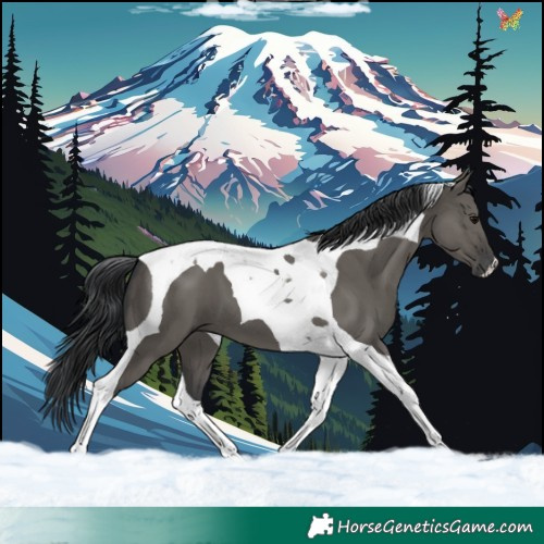 Horse Color:Grullo Tobiano 