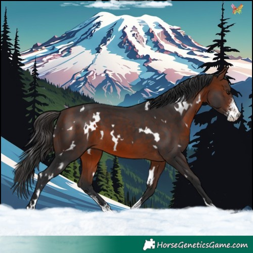 Horse Color:White Spotted Bay Sabino 