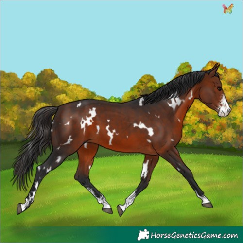 Horse Color:White Spotted Bay Sabino 
