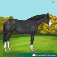 Horse Color:Black Sabino 