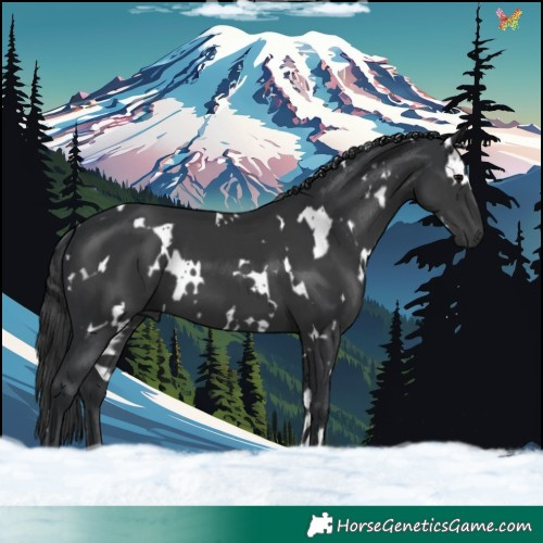 Horse Color:White Spotted Black 