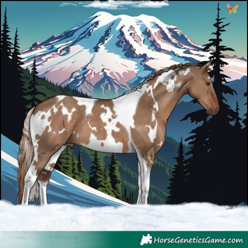 Horse Color:White Spotted Liver Red Dun Tobiano 
