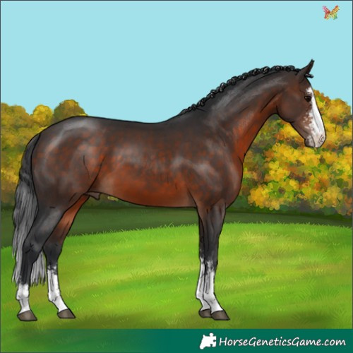 Horse Color:Brown Sabino 