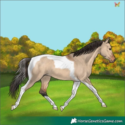 Horse Color:Bay Dun Tobiano 