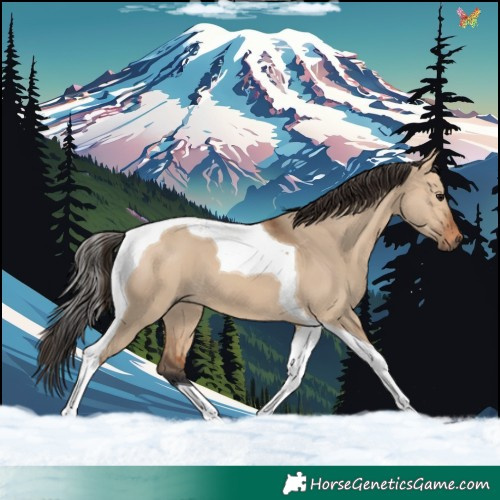 Horse Color:Bay Dun Tobiano 