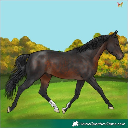 Horse Color:Brown 