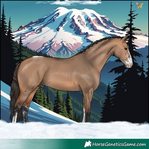 Horse Color:Bay Dun Sabino Tobiano 