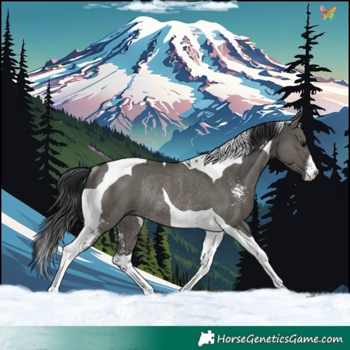 Horse Color:Grullo Sabino Tobiano Rabicano 