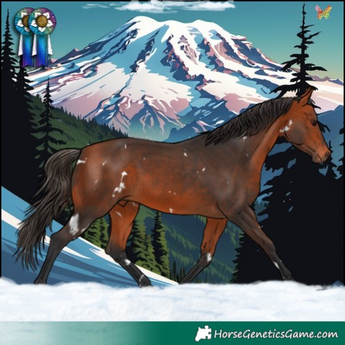 Horse Color:White Spotted Bay 