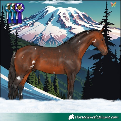 Horse Color:White Spotted Bay 