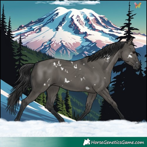 Horse Color:White Spotted Grullo 