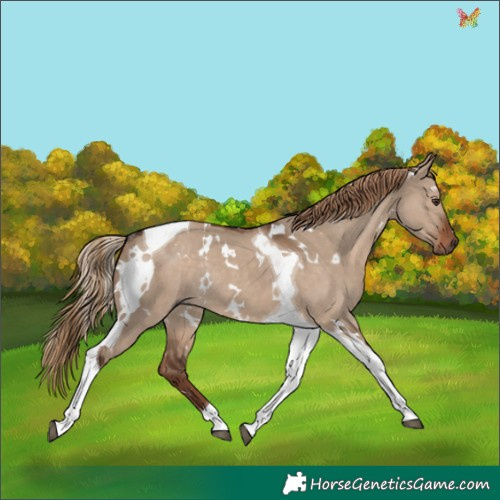 Horse Color:White Spotted Liver Red Dun Tobiano Rabicano 