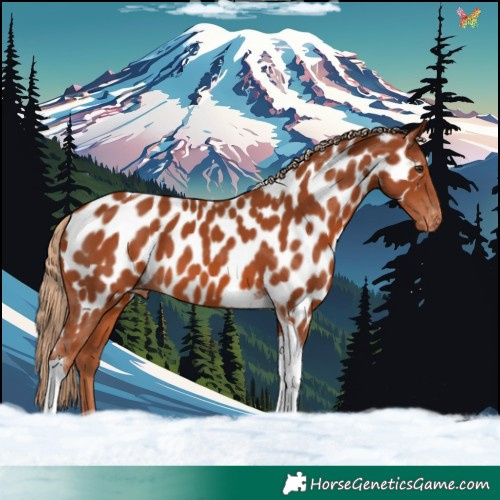 Horse Color:Chestnut Tobiano Appaloosa 