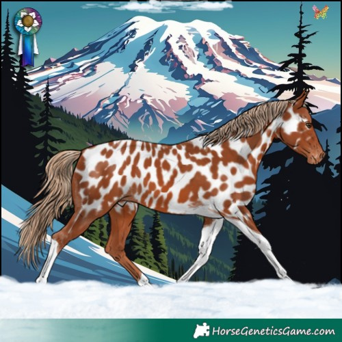 Horse Color:Chestnut Tobiano Appaloosa 