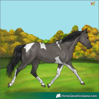 Horse Color:Grullo Tobiano 