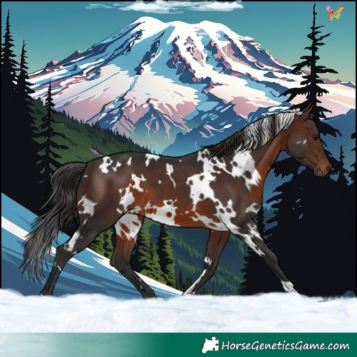 Horse Color:White Spotted Brown 