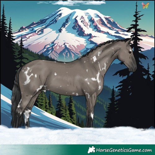 Horse Color:White Spotted Grullo 