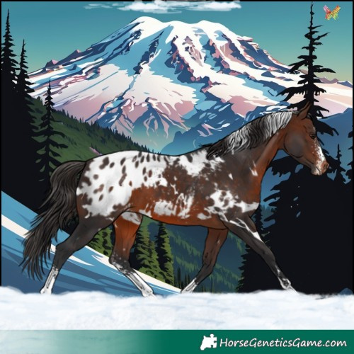 Horse Color:White Spotted Brown Sabino Blanket 