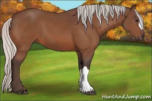 Horse Color:Silver Bay 