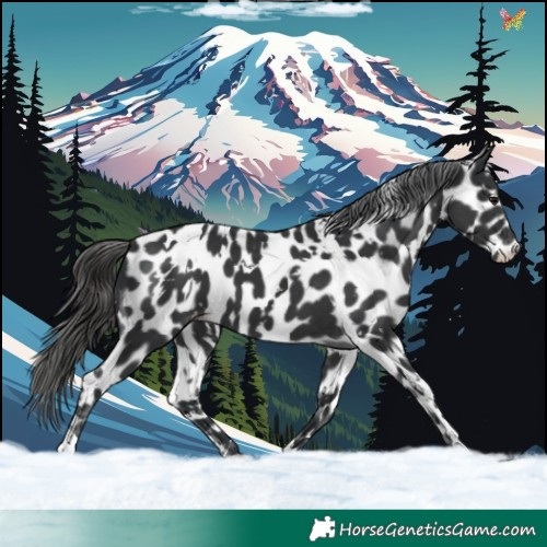 Horse Color:White Spotted Black Appaloosa 
