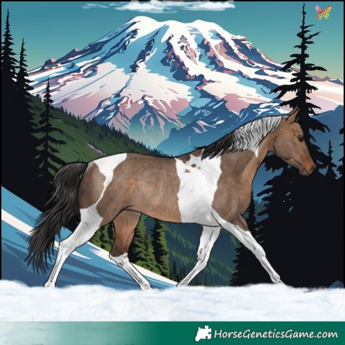 Horse Color:Brown Dun Tobiano Rabicano 