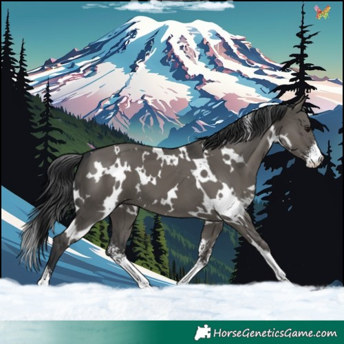 Horse Color:White Spotted Grullo Sabino 