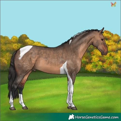 Horse Color:Brown Dun Tobiano 