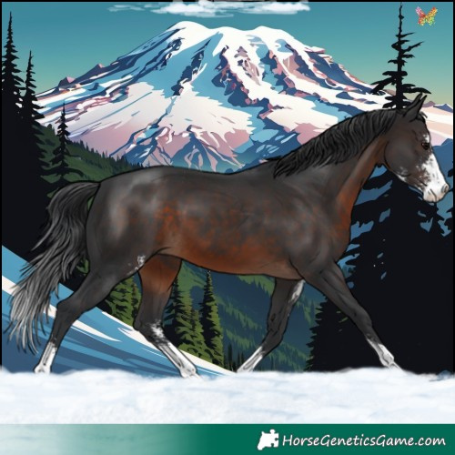 Horse Color:Brown Sabino 