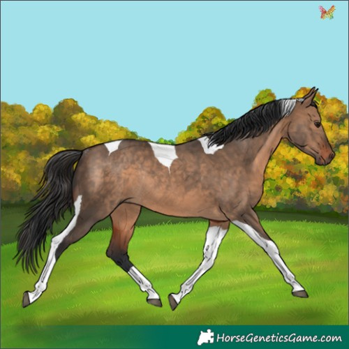 Horse Color:Brown Dun Tobiano Rabicano 
