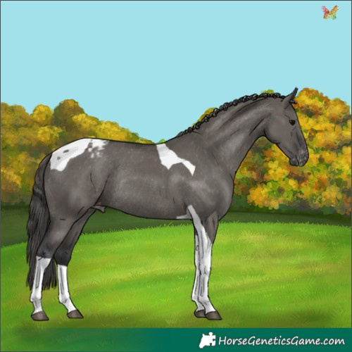 Horse Color:Grullo Tobiano Varnish Rabicano 