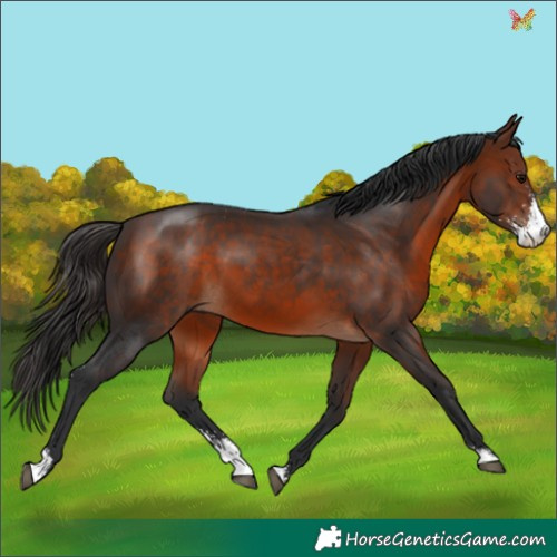Horse Color:Bay Sabino 