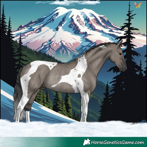 Horse Color:Grullo Tobiano Rabicano 