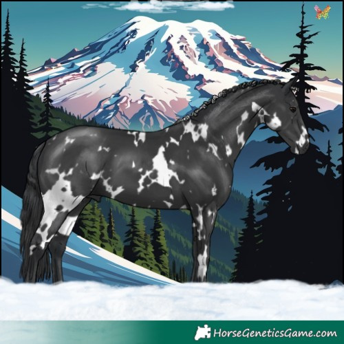 Horse Color:White Spotted Black 